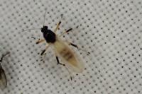 Probezzia seminigra