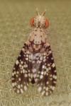 Trypetoptera punctulata