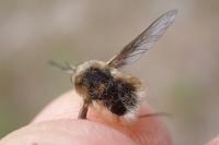 Bombylius cruciatus