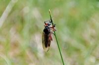 Bibio pomonae