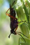 Sepedon sphegea