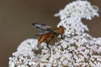 Ectophasia crassipennis