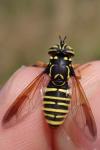 Spilomyia saltuum