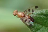 Geomyza tripunctata