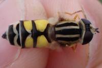 Helophilus trivittatus