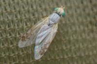 Acanthiophilus helianthi