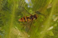 Episyrphus balteatus