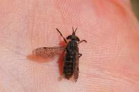 Haematopota pluvialis