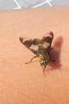 Chrysops caecutiens