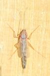 Chironomidae
