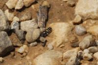 Paragus quadrifasciatus
