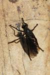 Dasypogon diadema
