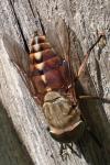 Tabanus sudeticus