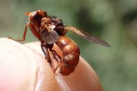 Sicus ferrugineus