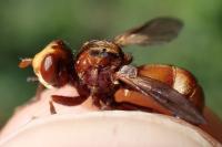 Sicus ferrugineus