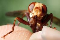 Sicus ferrugineus