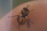 Gymnosoma