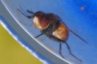 Gymnosoma