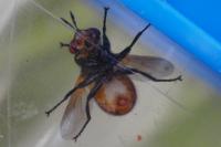 Gymnosoma