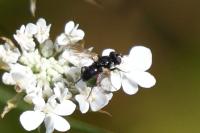 Phania funesta