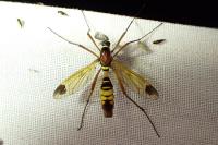 Ctenophora ornata