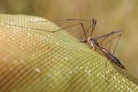 Tipula
