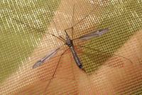 Tipula