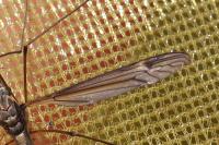 Tipula
