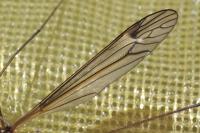 Tipula