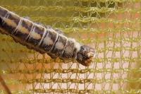 Tipula