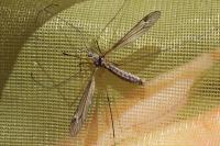 Tipula