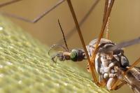 Tipula
