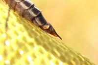 Tipula
