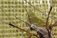 Tipula