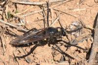 Dasypogon diadema