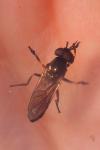 Pyrophaena granditarsa