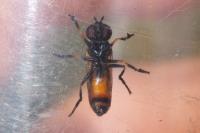 Pyrophaena granditarsa