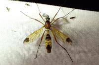 Ctenophora ornata