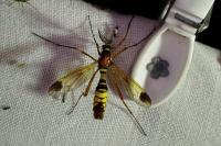 Ctenophora ornata