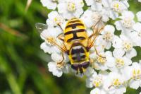 Myathropa florea