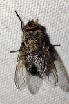 Pollenia