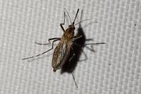 Ochlerotatus caspius