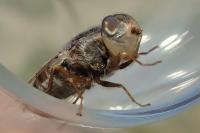 Oestrus ovis