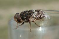Oestrus ovis