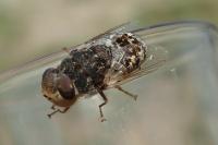Oestrus ovis