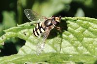 Eupeodes corollae
