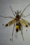 Ctenophora ornata
