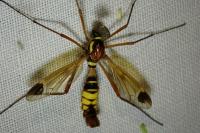 Ctenophora ornata