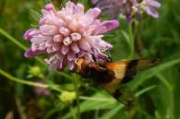 Volucella pellucens