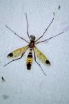 Ctenophora ornata